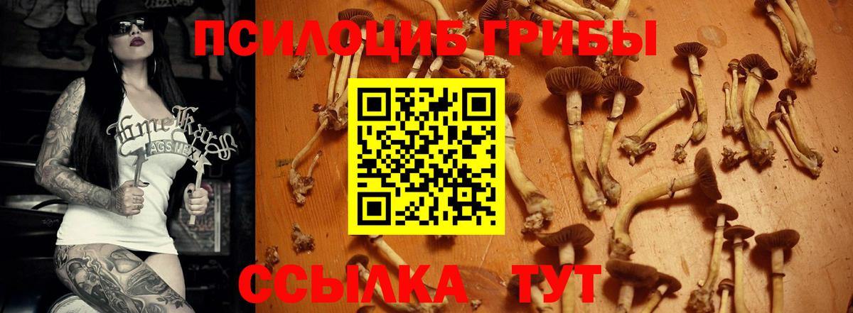 Псилоцибиновые грибы Psilocybe Учалы